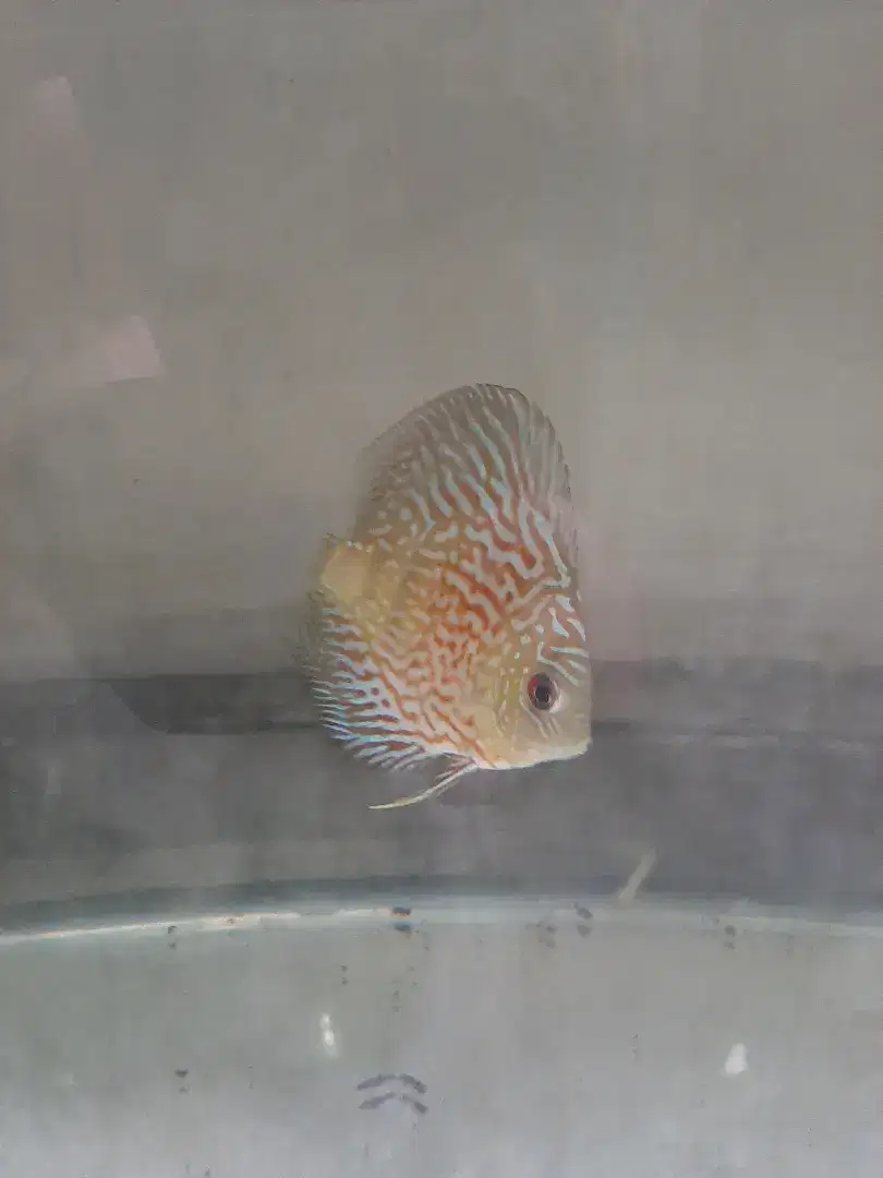 IKAN DISCUS BORONGAN