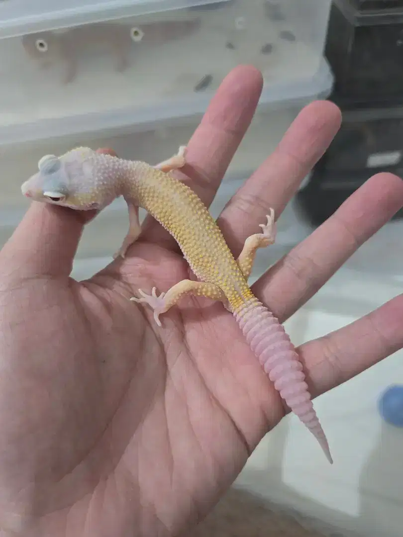 Gecko Blazzing Bell Blizzard het Eclipse - Male