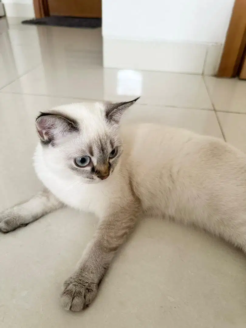 Kucing Betina BSH British Short Hair NY12 Scottish Straight Fold