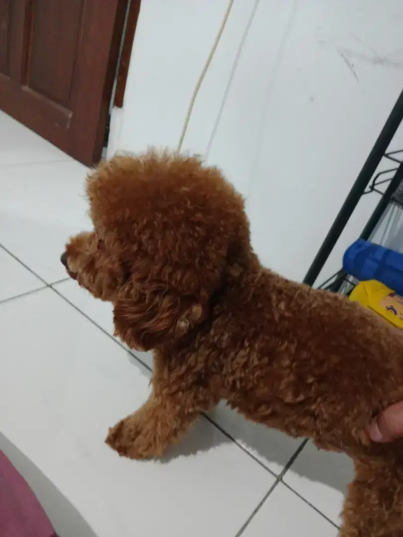 Dijual Tiny Poodle red brown