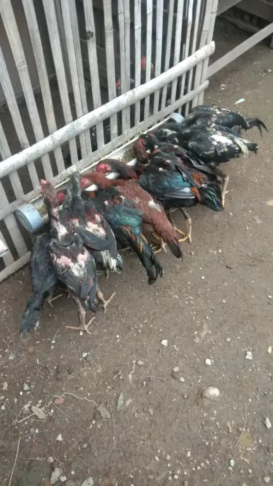 Anakan Ayam MANGoN Yokeree Pukul KO Lawan  di Tempat