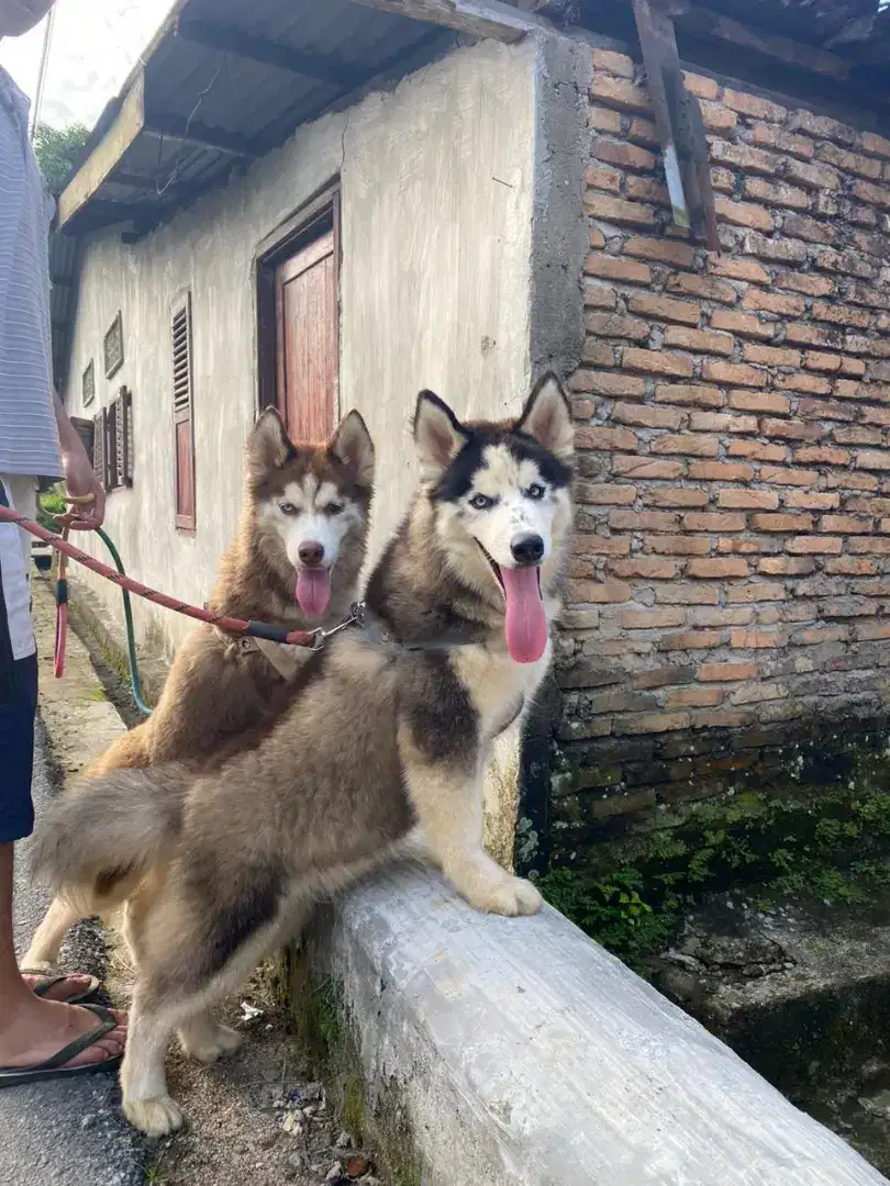 Husky Jantan dan betina dewasa mau kawin