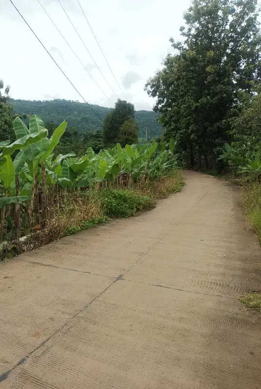 jual tanah kebun durian montong dn pisang daun