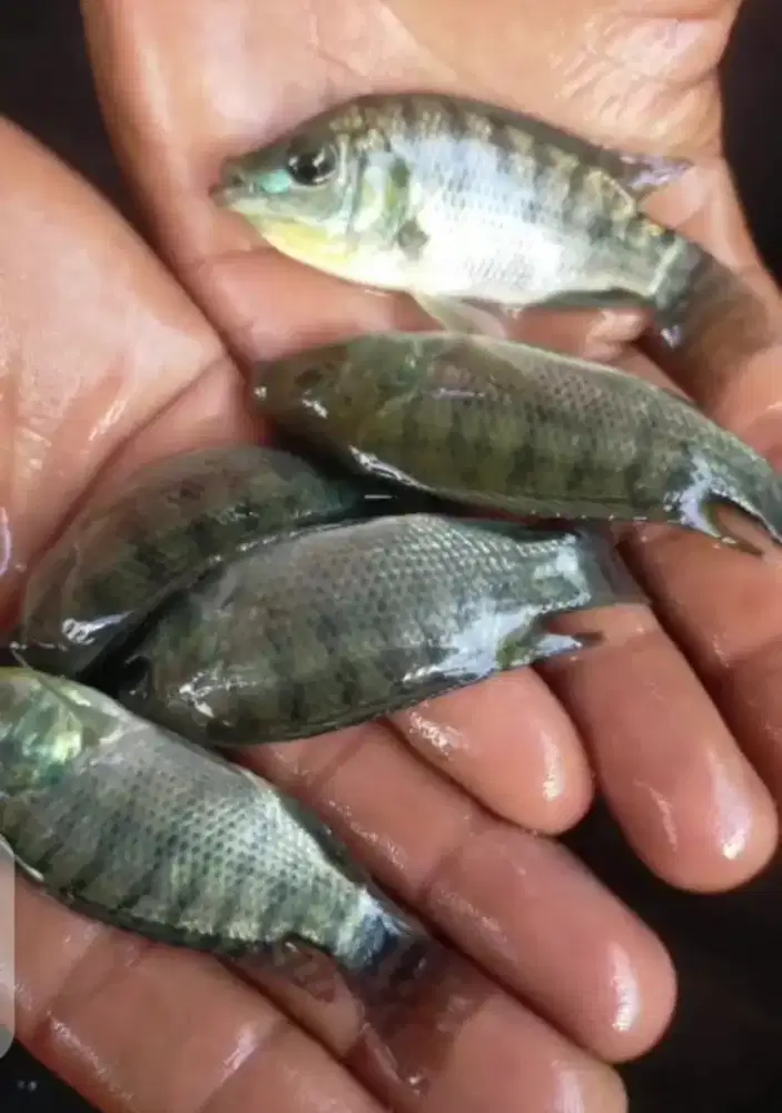 Jual bibit ikan nila item ukuran korek gas