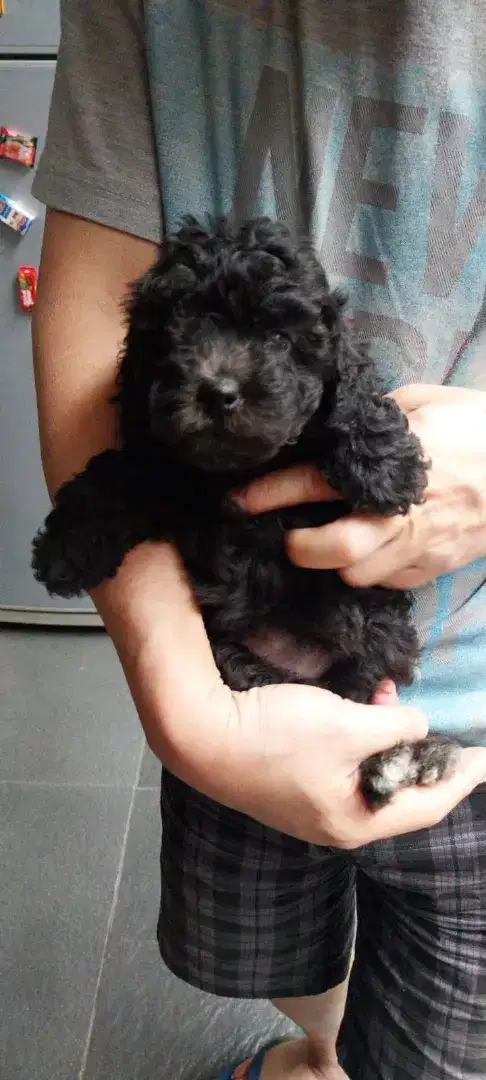 Poodle silver betina