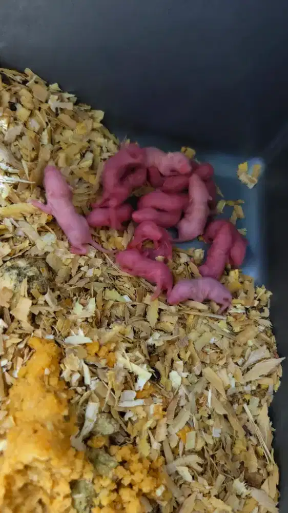 tikus putih mencit & rat