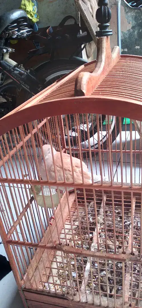 Burung puter jual fullset sudah manggung