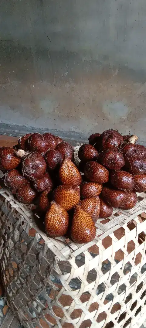 Salak pondoh super asli turi