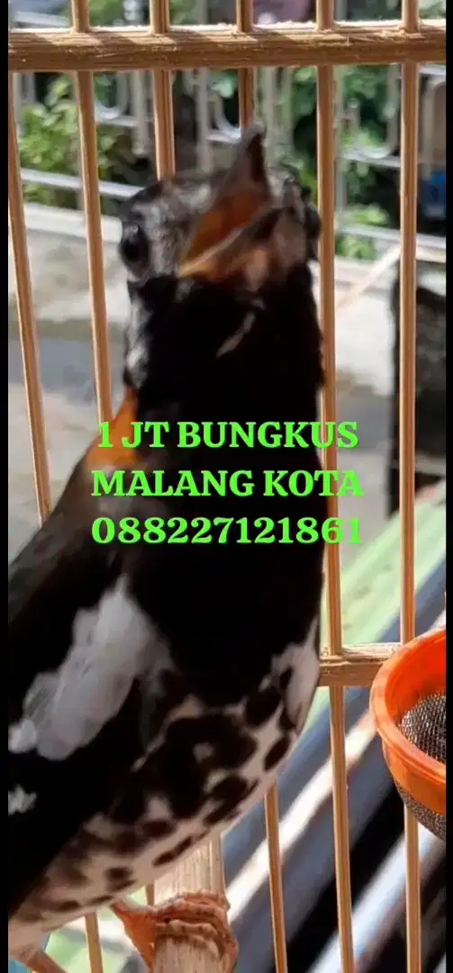 ANIS KEMBANG ROLL+VIDEO