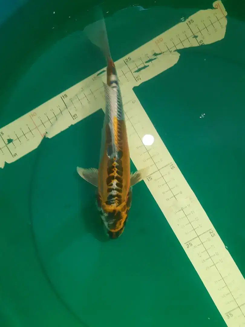 Ikan koi Kikokuryu 29cm ring aragoke