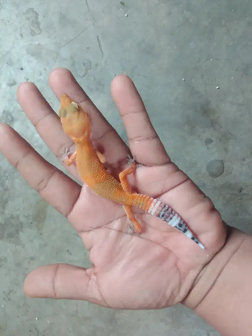 Leopard Gecko juvenile