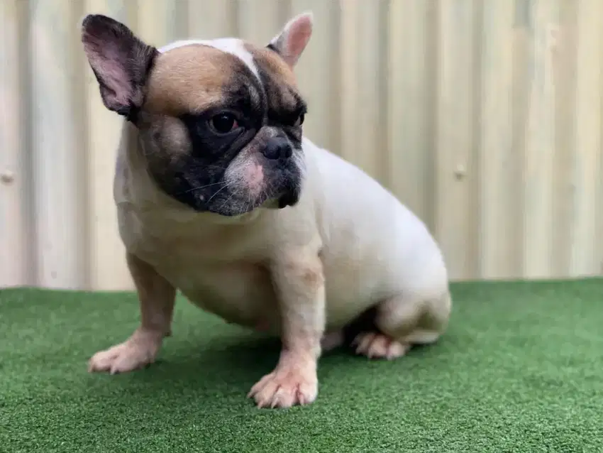 DIJUAL CEPAT PEJANTAN FRENCH BULLDOG