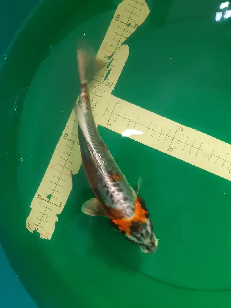 Ikan koi Kikokuryu pola antik 34cm