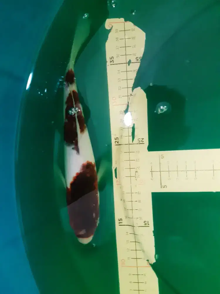 Ikan koi Budo Goromo 34cm coklat tua