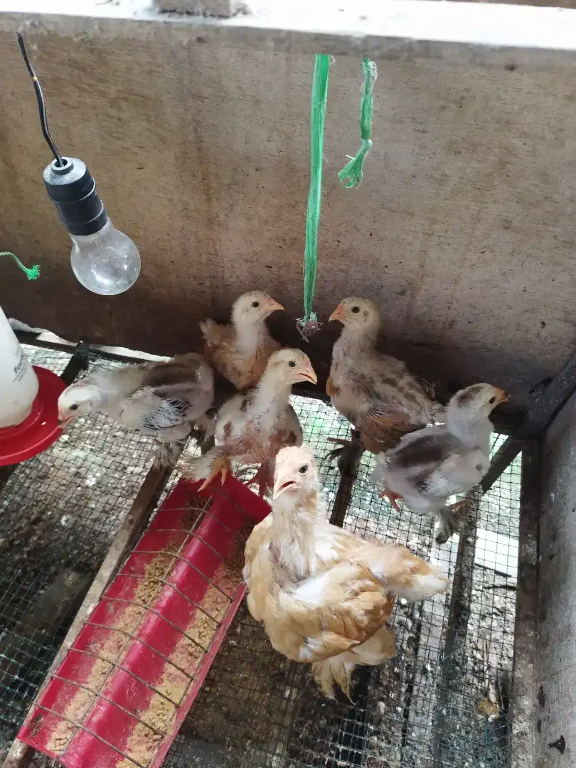 Anak ayam brahma