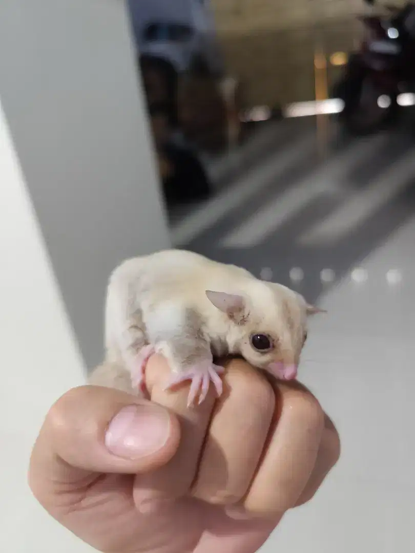 Sugar glider cremino joey