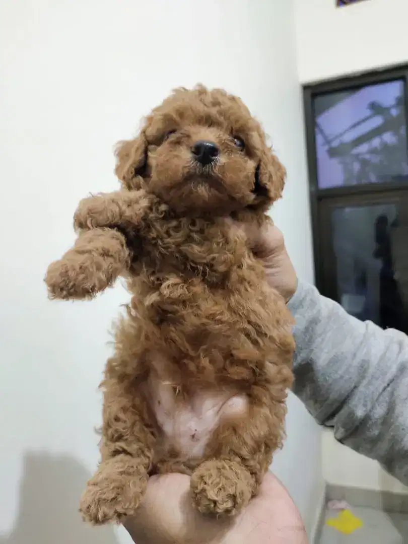 Anjing Poodle jantan dan betina