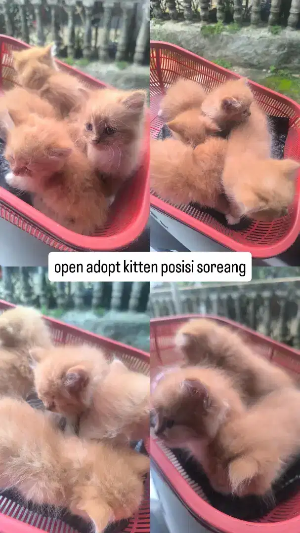 open adopt kitten anggora