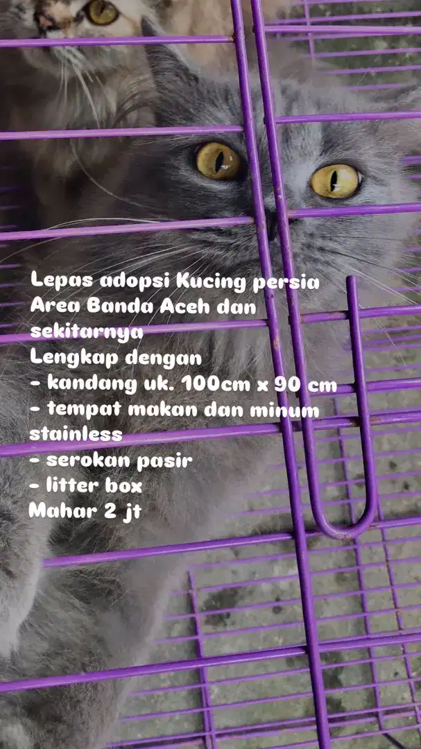 LEPAS ADOPSI PERSIA