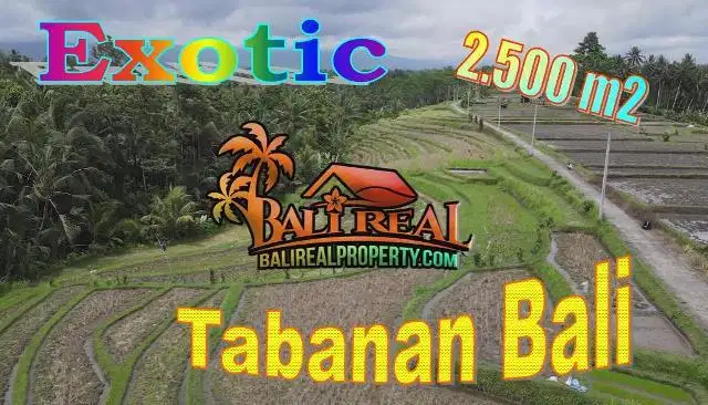 Tanah Sawah 2,500 m2 Semi Kotak area Marga Tabanan