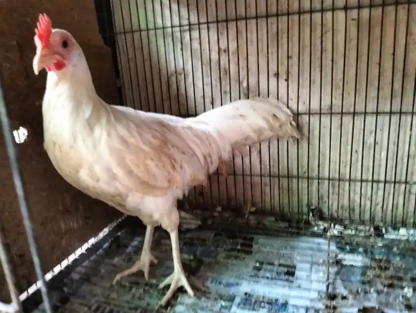 Ayam Betina Onagadori Rasa Jantan - Jarang Ada