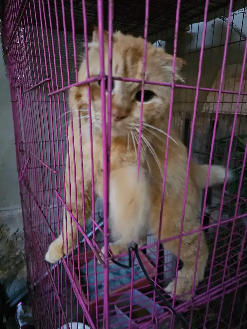 Kucing bsh scotish