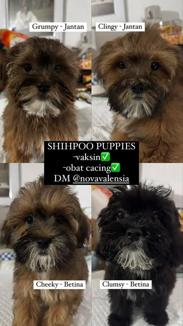 Poodle mix Shihtzu