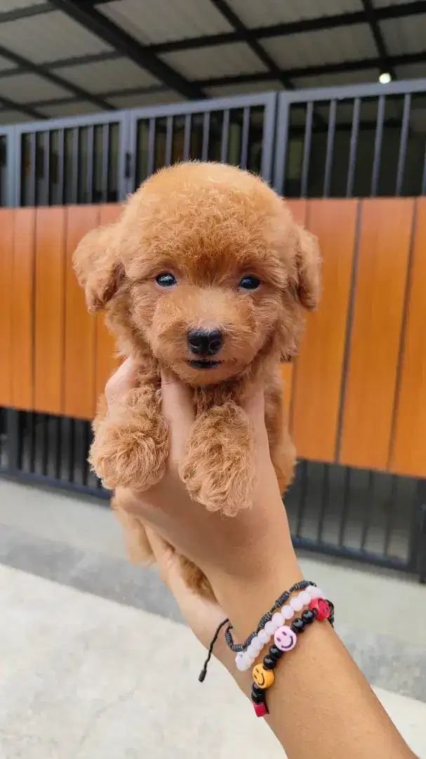 Dijual toy poodle