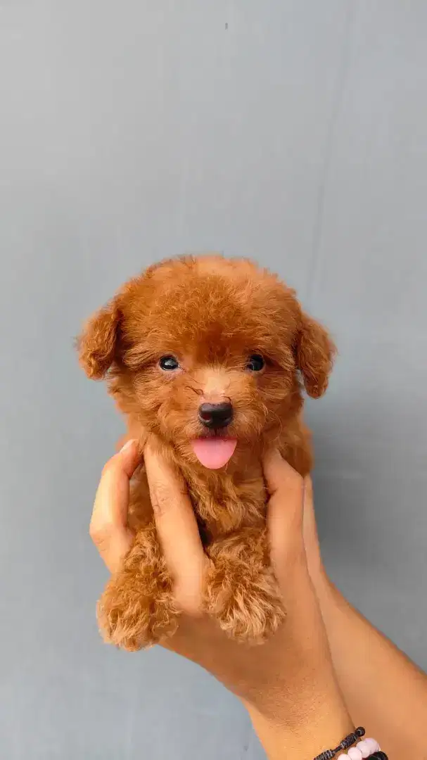 Dijual poodle teacup