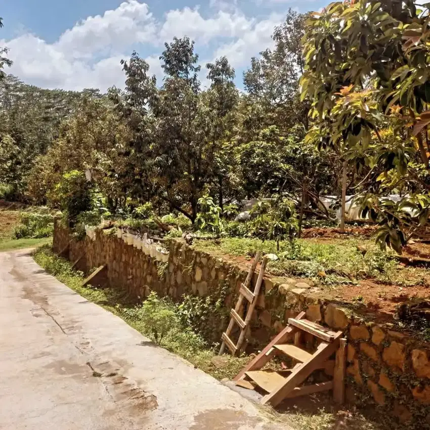 Jual Kebun buah2an alpokat Durian Jumantono Karanganyar