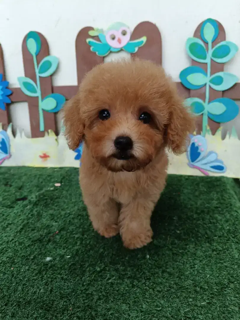 Dijual toy poodle