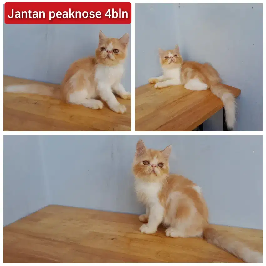 Lepas adopsi kucing persia peaknose jantan