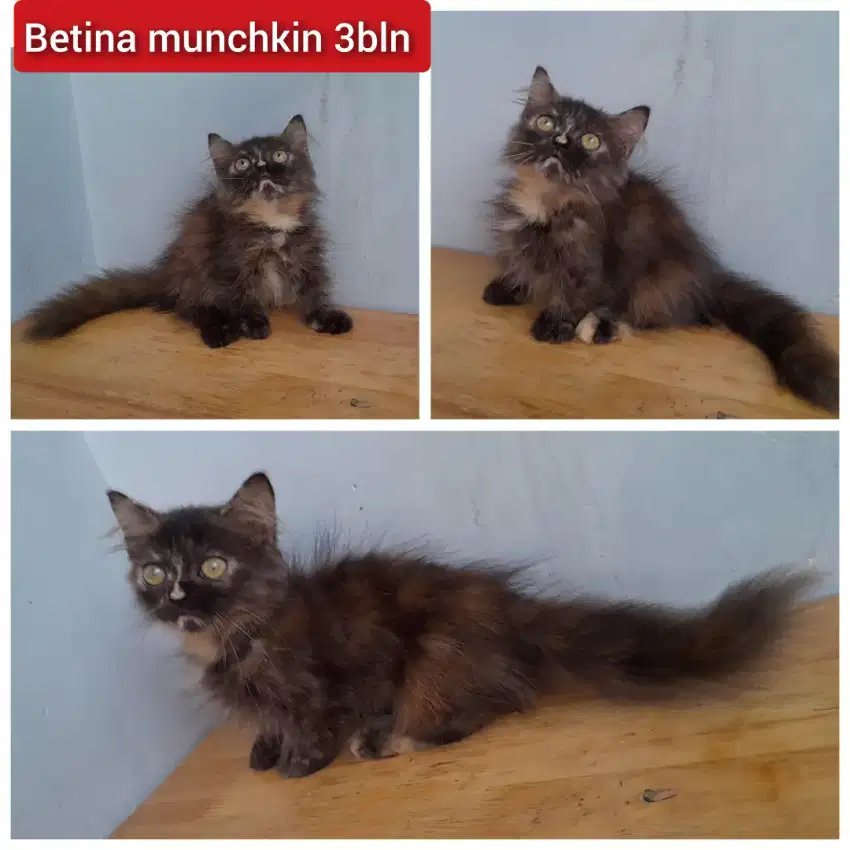 Lepas adopsi kucing persia munchkin cebol betina