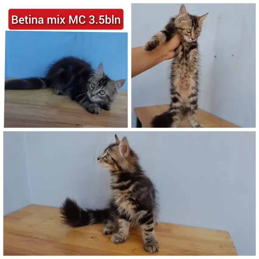 Lepas adopsi kucing persia mix MC