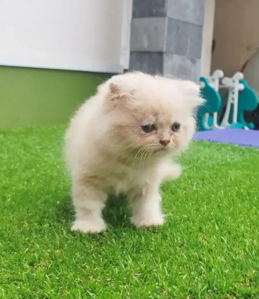 Kitten Scottish Fold betina