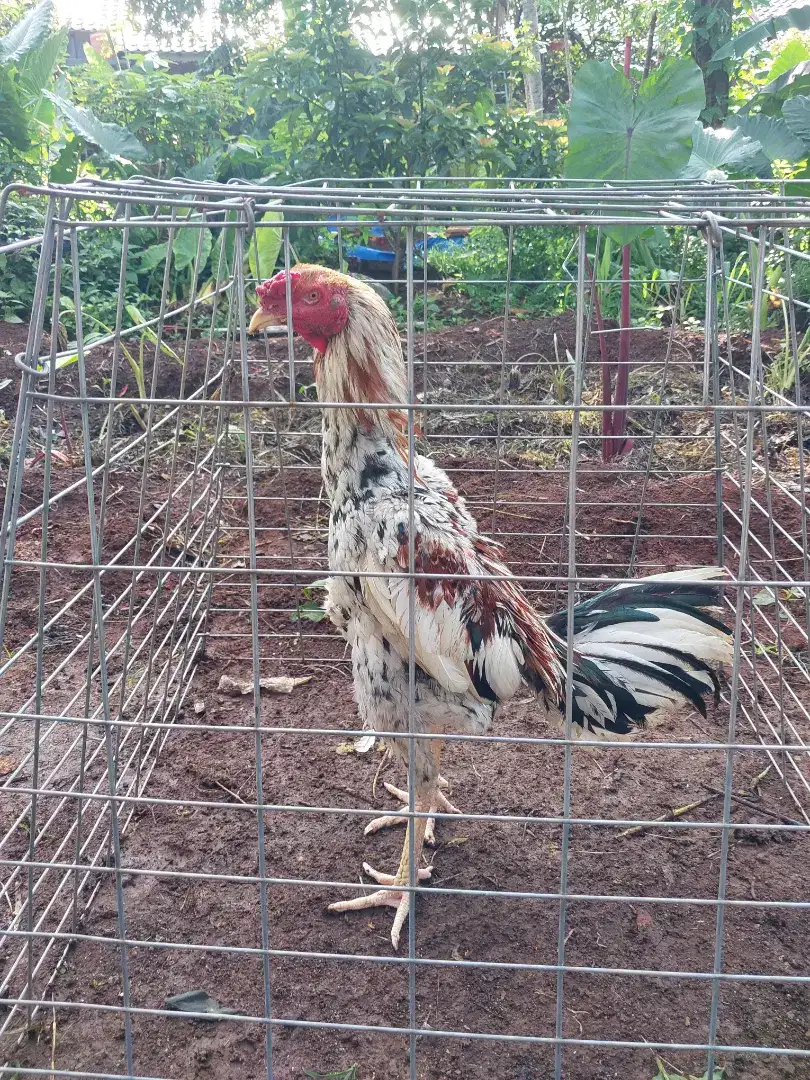 Ayam bangkok mangon