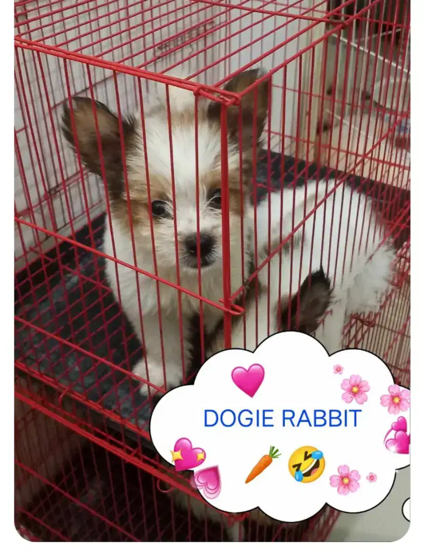 Anak Anjing Shitpom Lucu Free ongkir