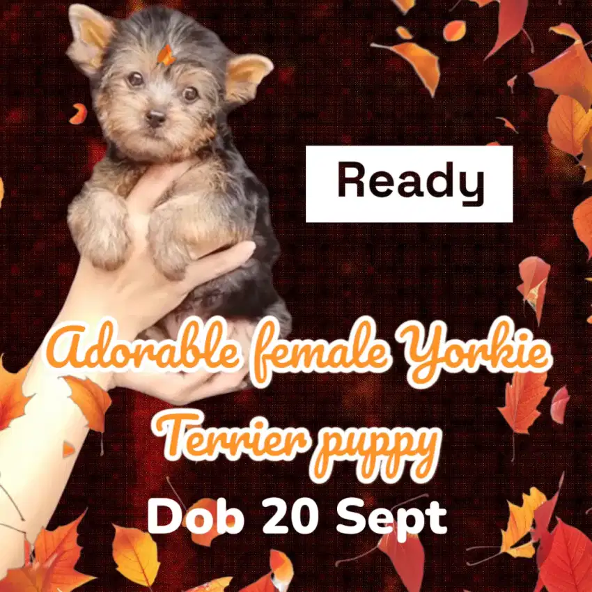 For sale Yorkshire terrier puppies betina dan jantan, stb, obc, ready