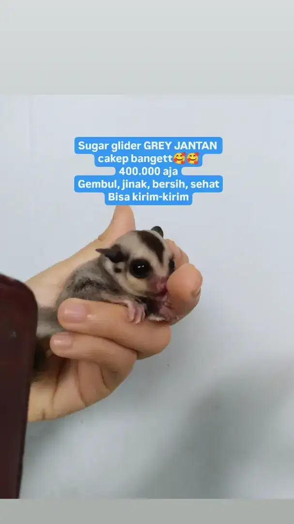 Sugar glider grey jantan veloz jok spingbed lemari ayunan bayi ayam