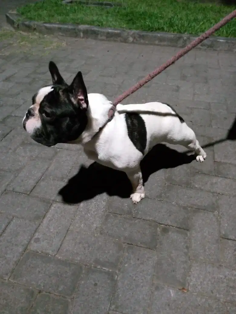 French Bulldog Jantan