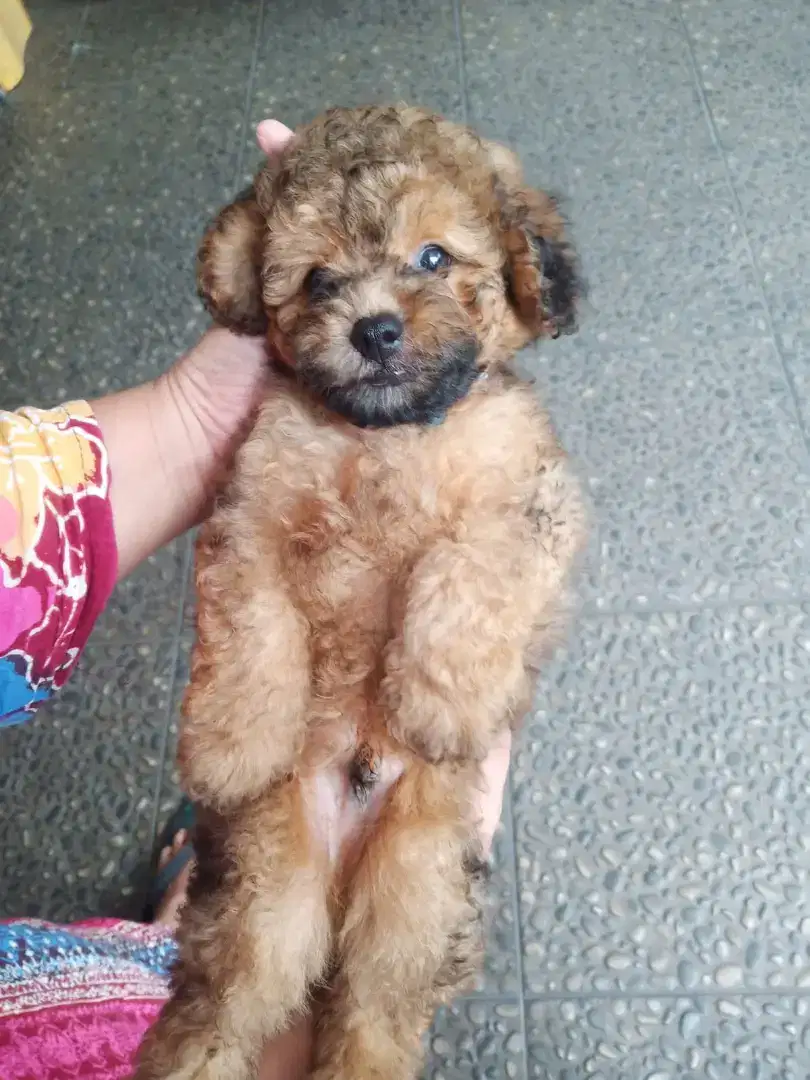 Puppy Toy poodle Jantan