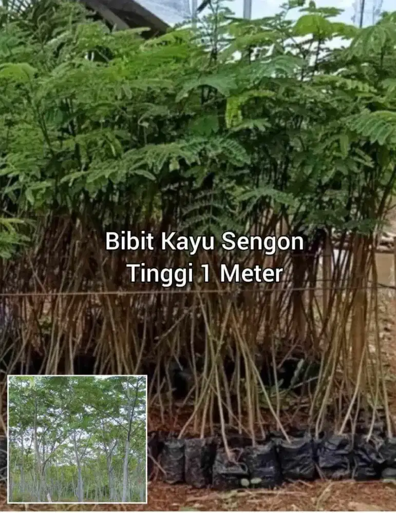 Bibit Kayu Sengon 1 Meter