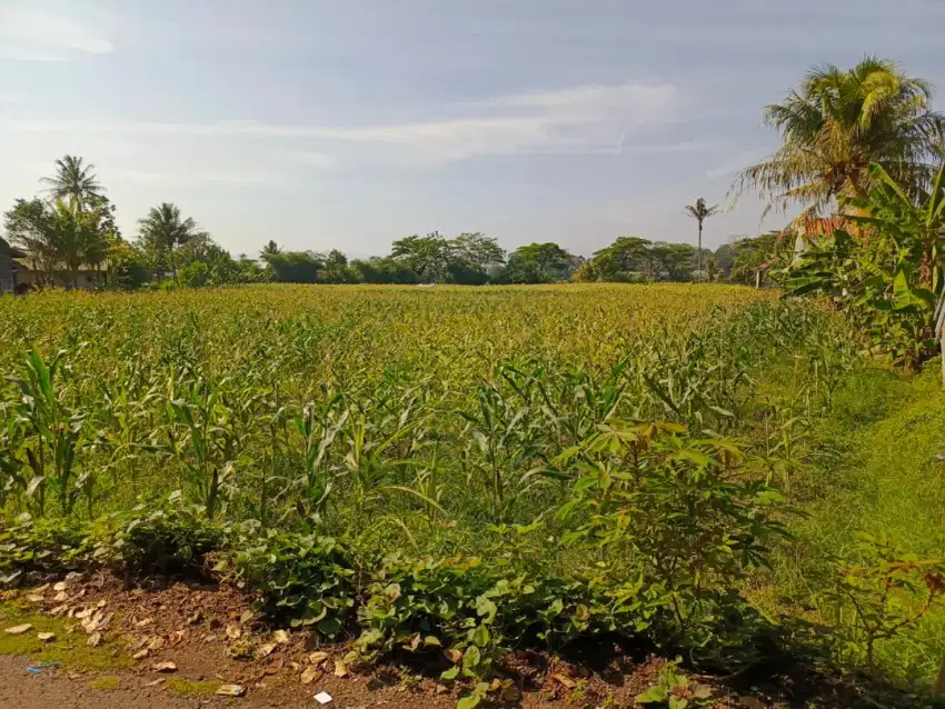 Dijual Sawah di Karang Tengah Kab. Cianjur Jawa Barat