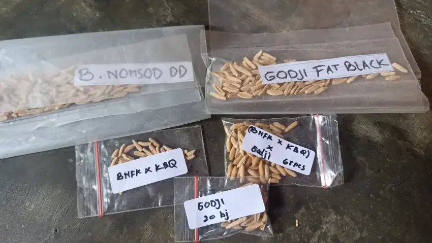 Seed/Biji kamboja arabicum