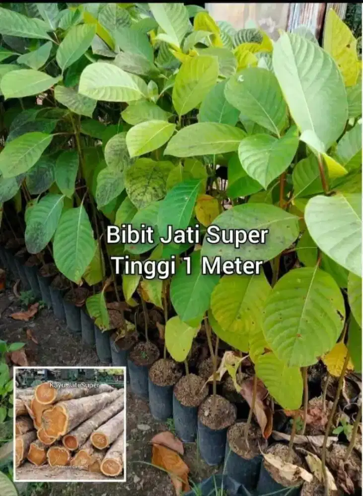 Bibit Jati Super Tinggi 1 Meter an