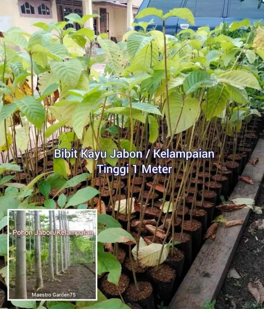 Bibit Kayu Jabon Tinggi 1 Meter an