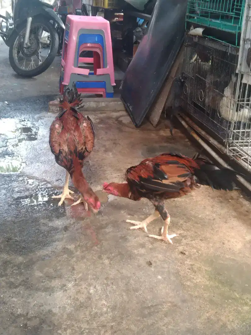 Ayam Bangkok 2 Umur - + 6 Bulan