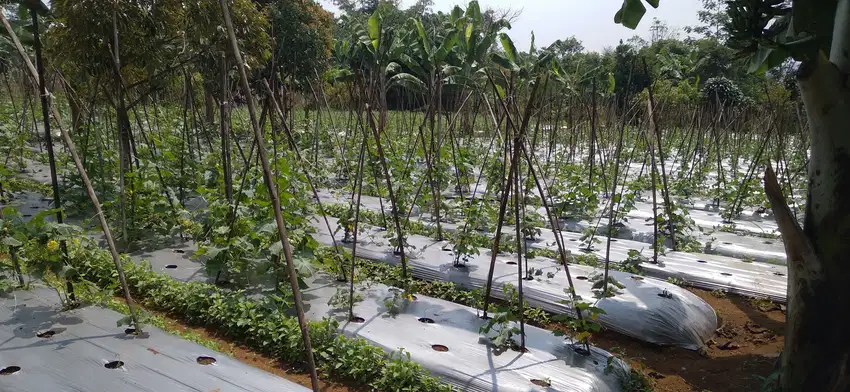 Di Jual Kebun ,Cocok Untuk Rumah Kebun