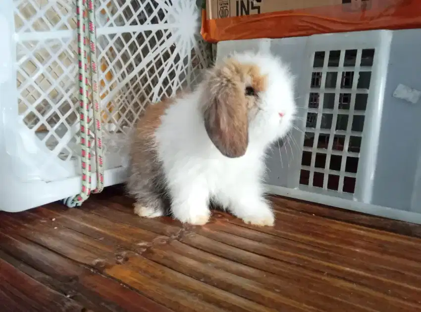 Kelinci Fuzzy Lop