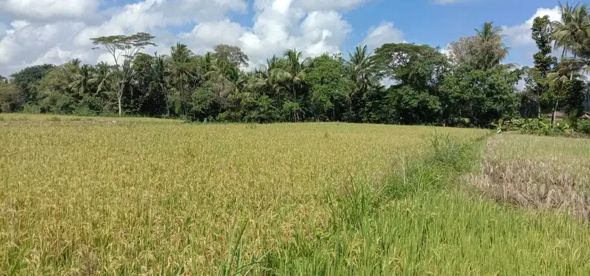 TANAH SAWAH DI NGEMPLAK SLEMAN DEKAT KANTOR DESA SINDUMARTANI JK12705